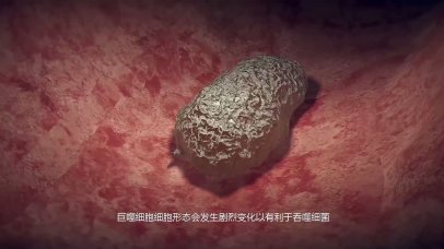 医疗3D三维动画巨噬细胞