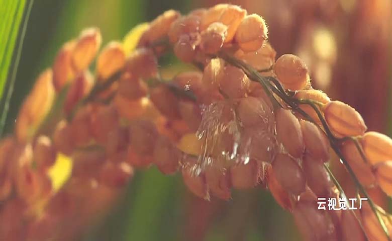 和邦生物液蛋添加剂饲料农业宣传片